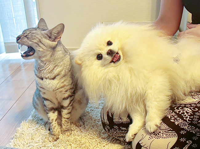 犬と猫