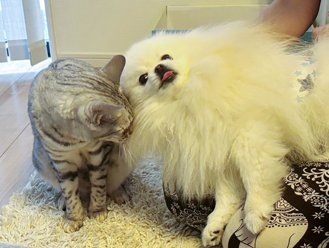 犬と猫