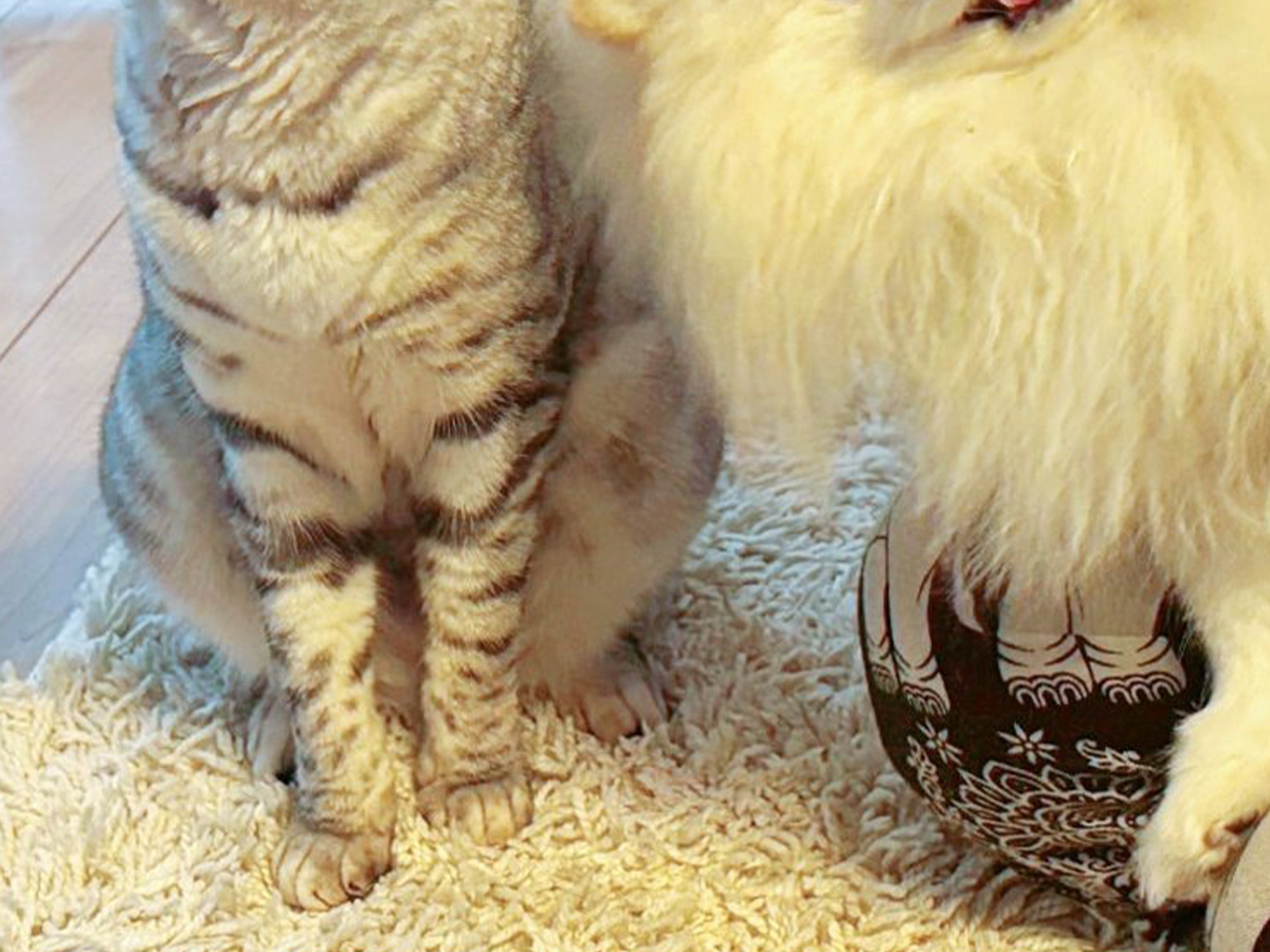 犬と猫
