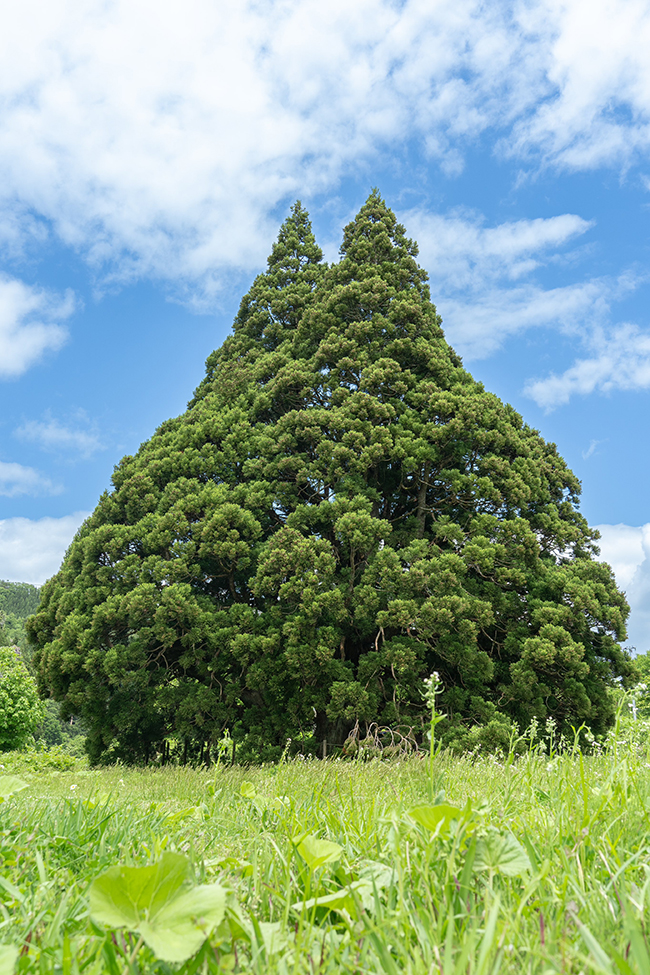 山形県の小杉の大杉