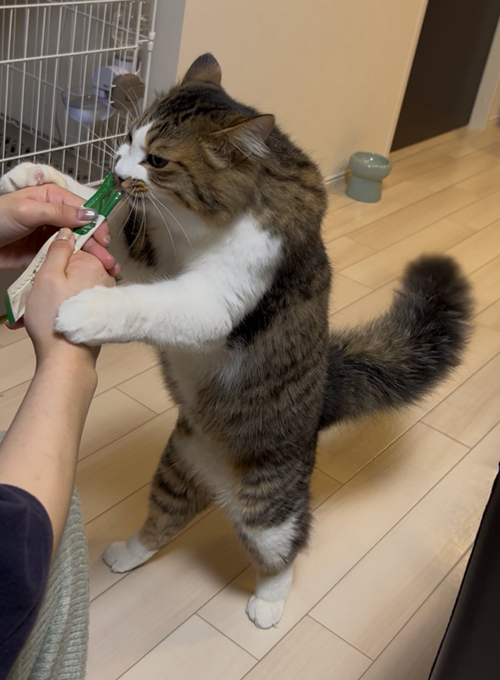 猫の写真
