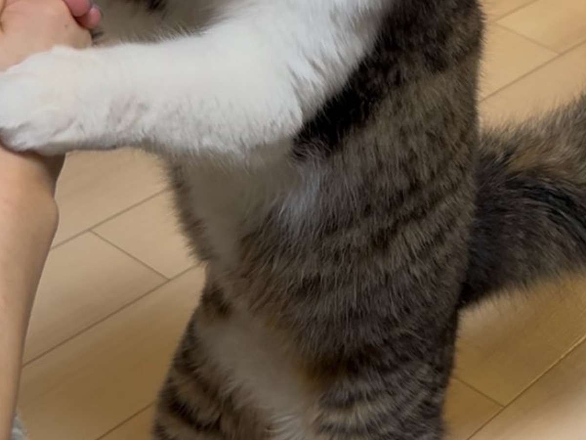 猫の写真