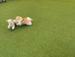 ドッグランではしゃぐ犬