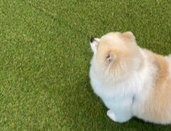 ドッグラン