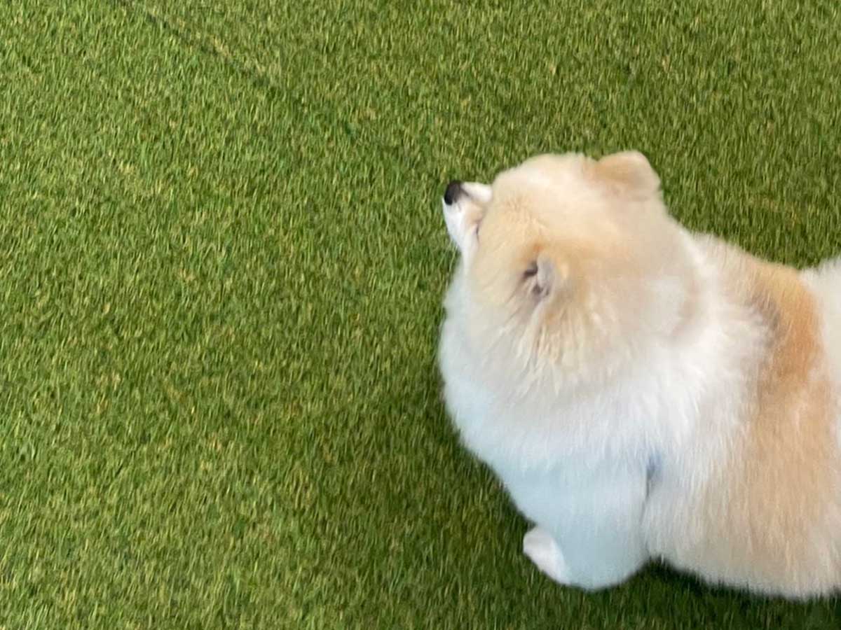 ドッグラン