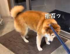 柴犬の写真