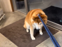 柴犬の写真