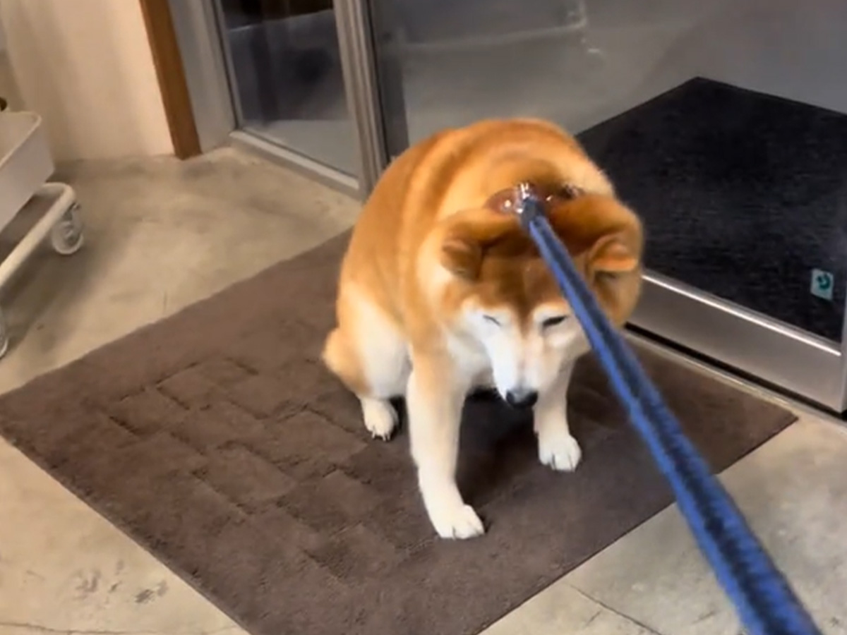 柴犬の写真