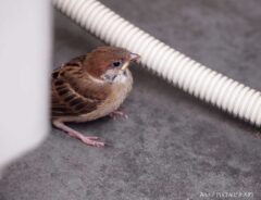 スズメ