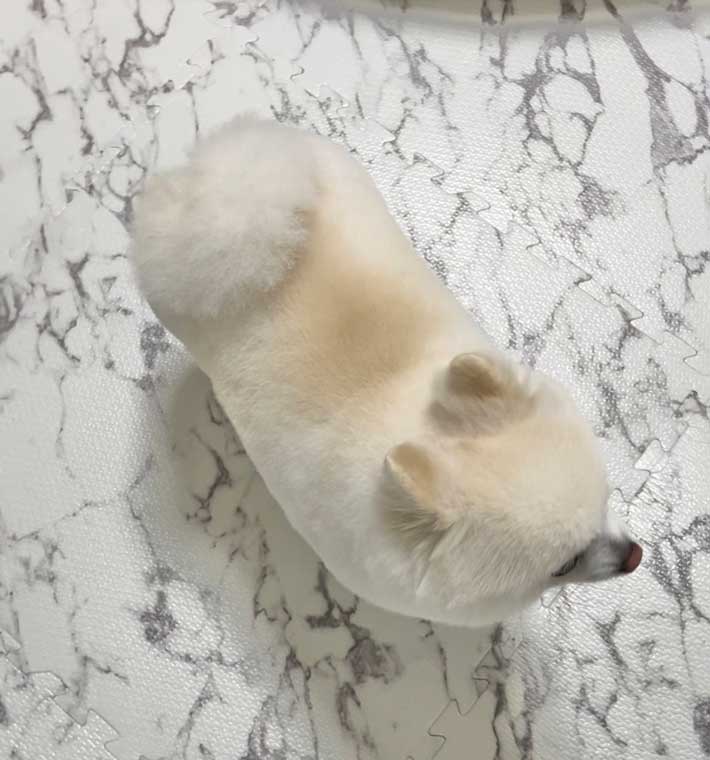 犬の写真