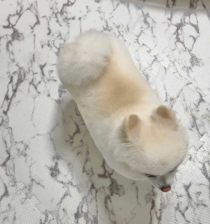 犬の写真