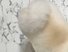 犬の写真