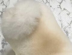 犬の写真