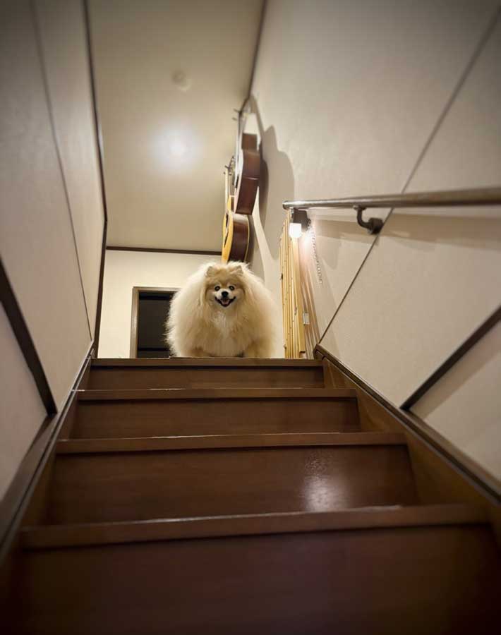 犬の写真