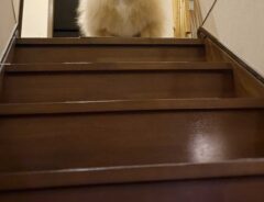 犬の写真