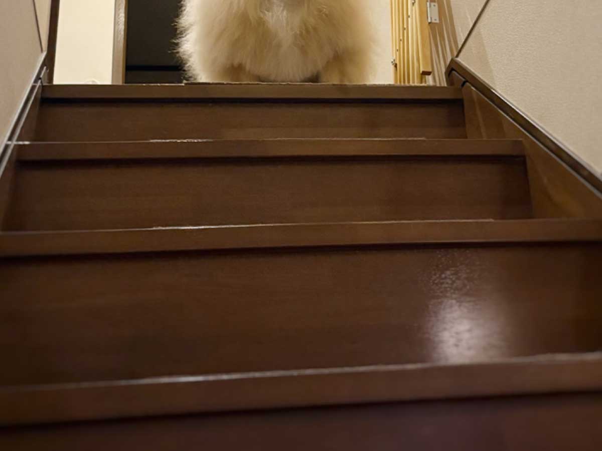 犬の写真