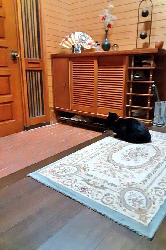 玄関で待つ黒猫