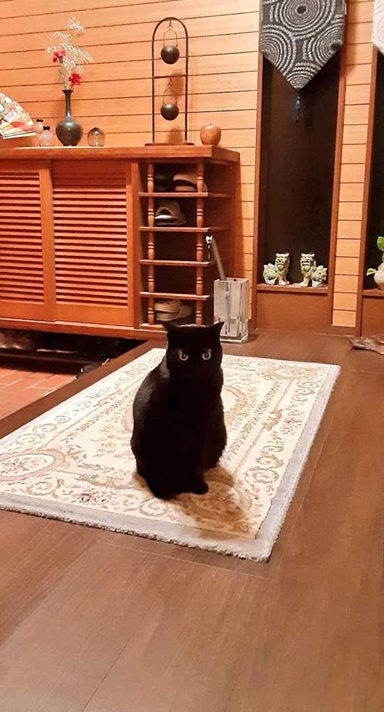 怒る黒猫