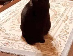 黒猫のるるちゃん