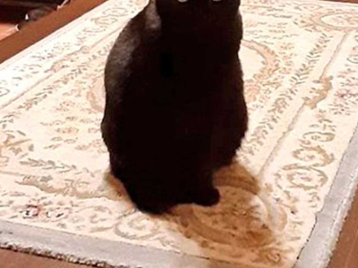 黒猫のるるちゃん
