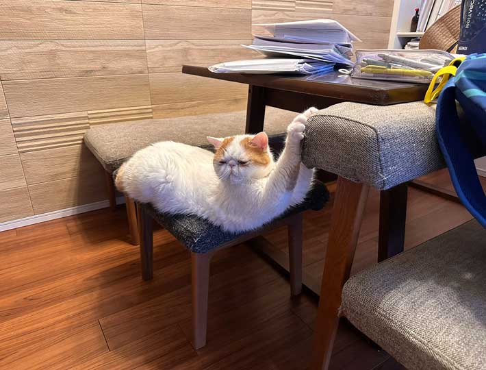 猫の写真