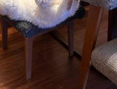 猫の写真