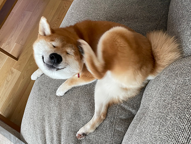 柴犬