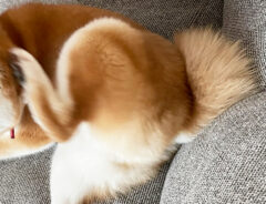 柴犬