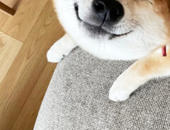 柴犬