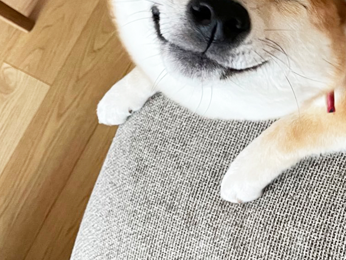 柴犬