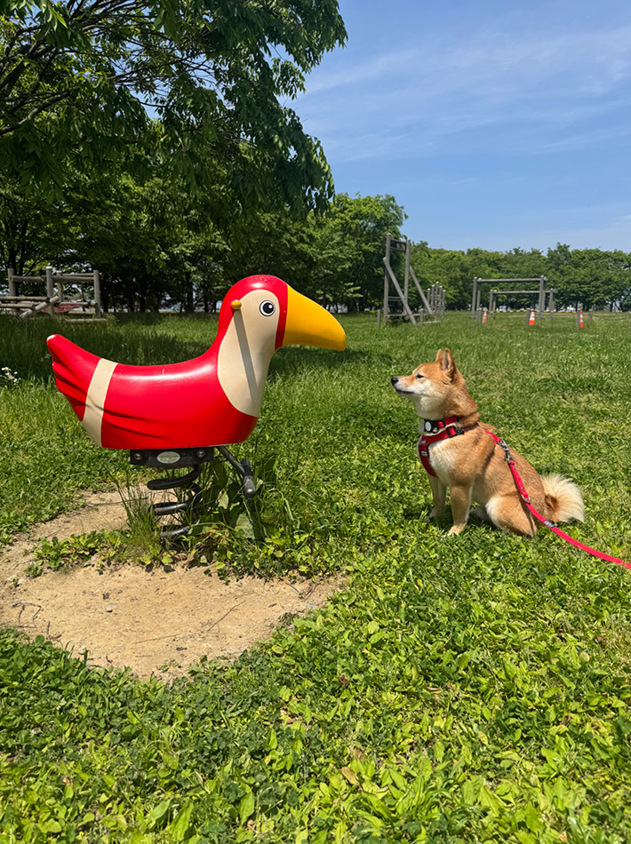 柴犬のろくくんと遊具