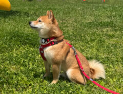 柴犬のろくくんと遊具