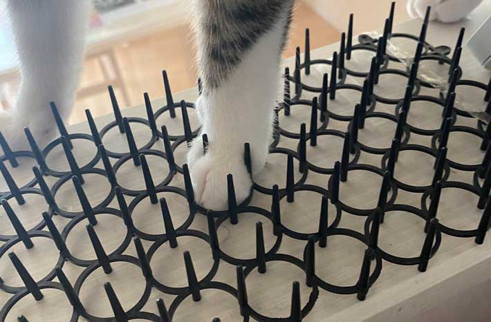 猫の画像