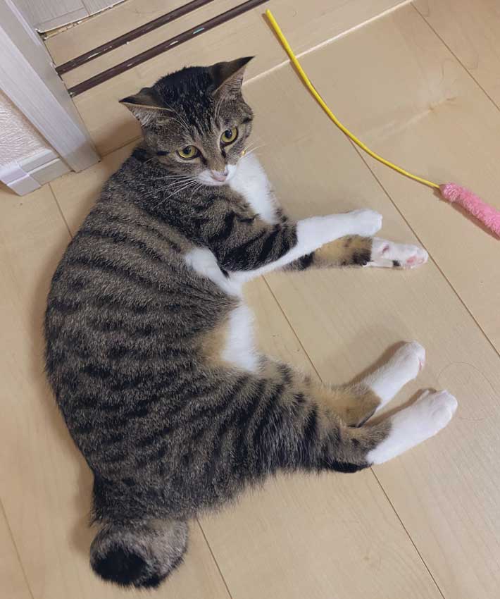 猫の画像