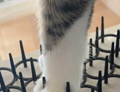 猫の画像