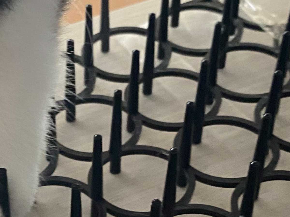 猫の画像