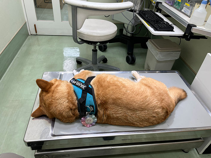犬の写真