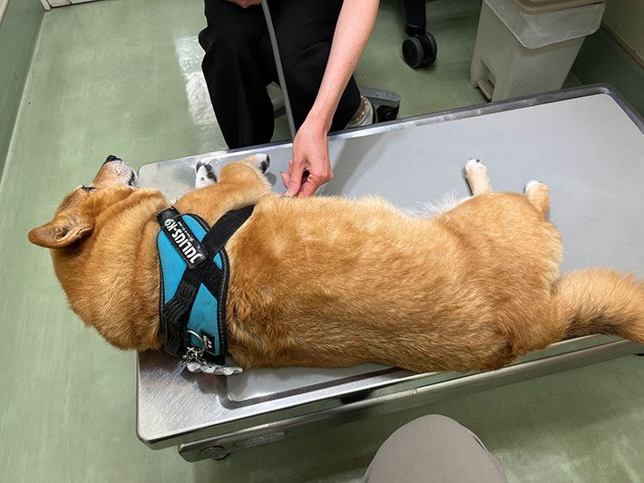 犬の写真