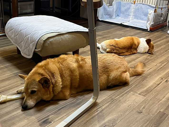 犬の写真