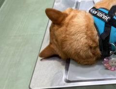 犬の写真