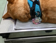 犬の写真