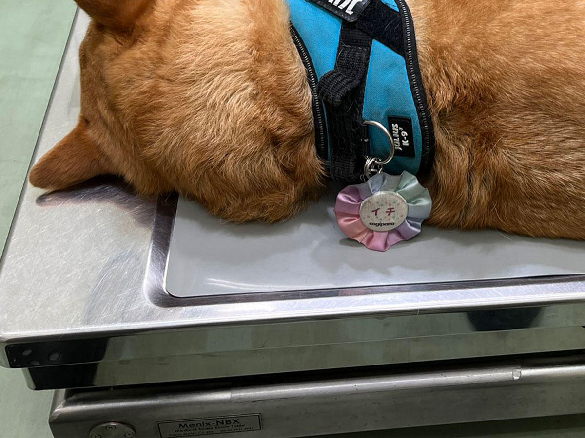 犬の写真
