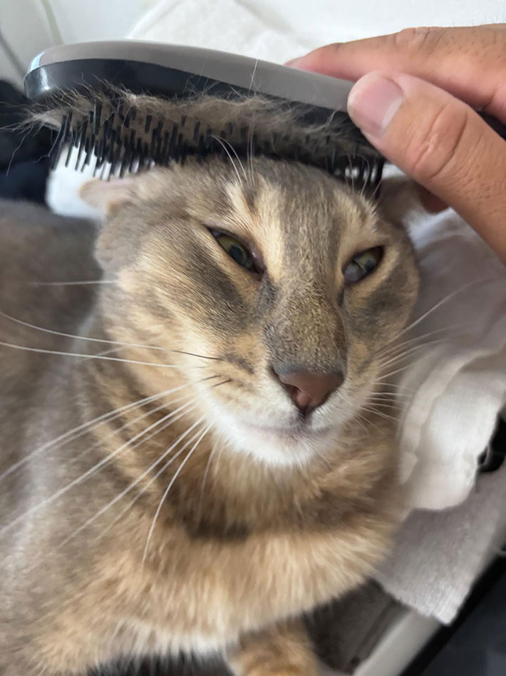 猫の写真
