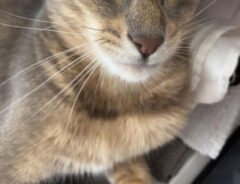 猫の写真