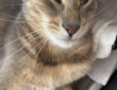 猫の写真