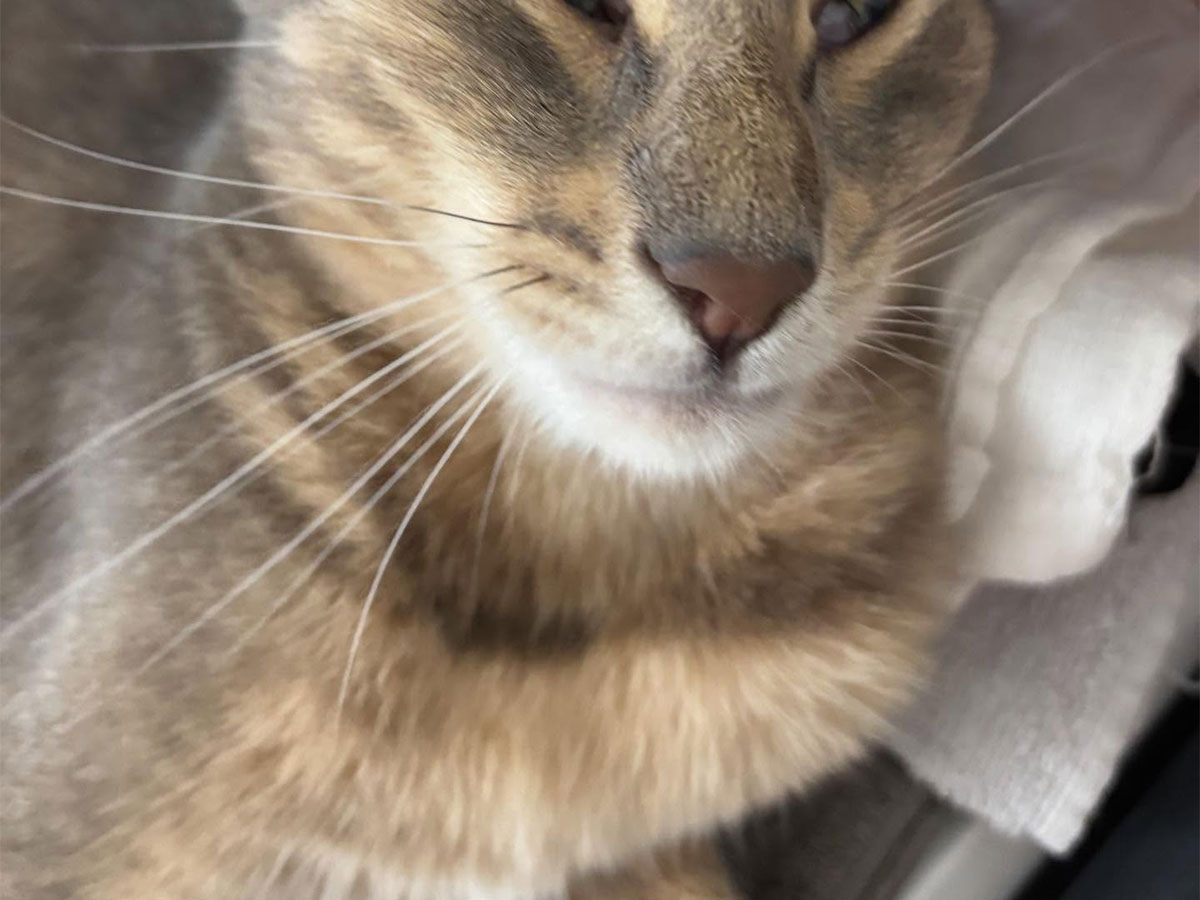 猫の写真