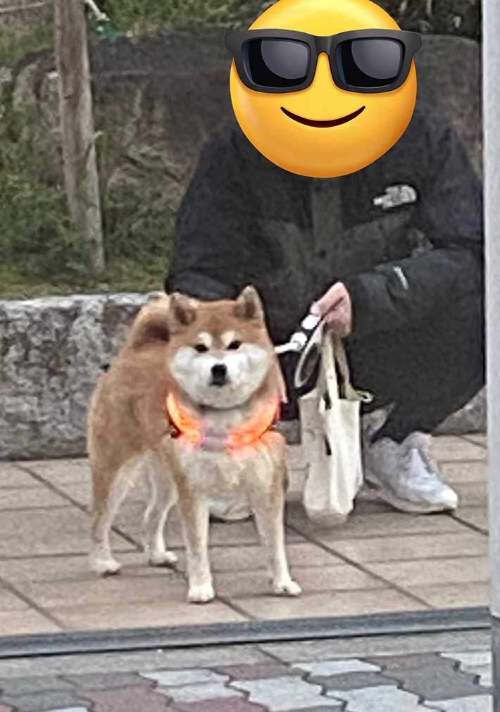 柴犬の写真