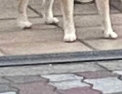 柴犬の写真