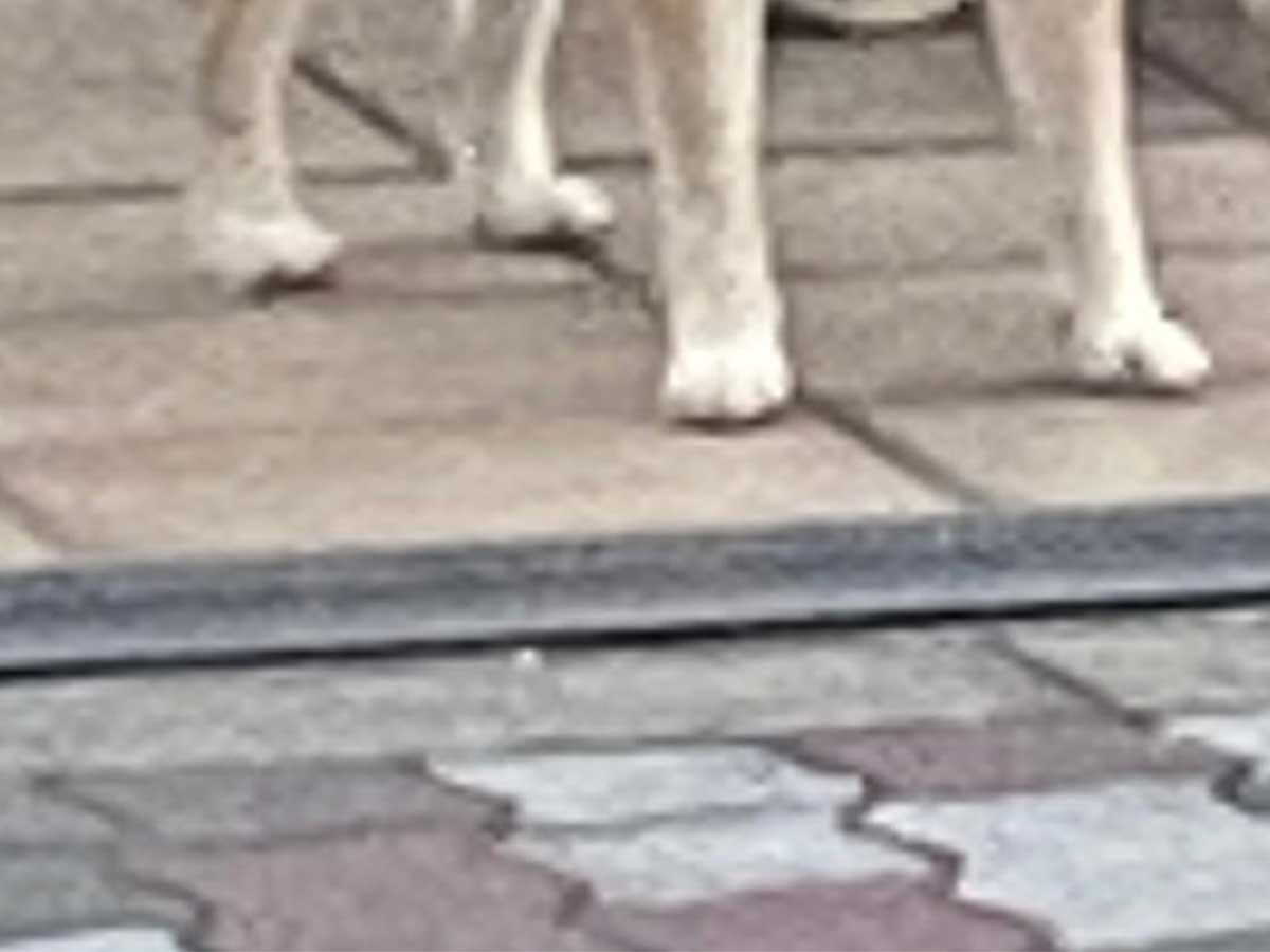 柴犬の写真