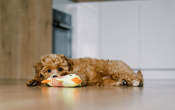 犬とオモチャの写真